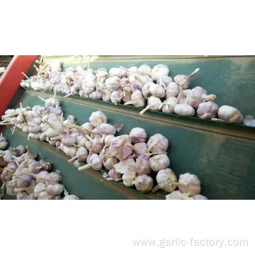 jin xiang fresh garlic